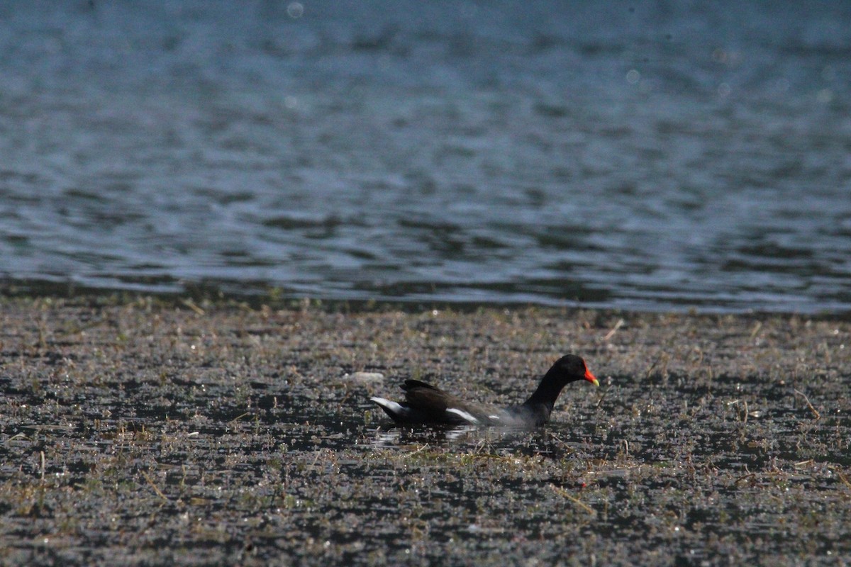 Common Gallinule (American) - ML644859425