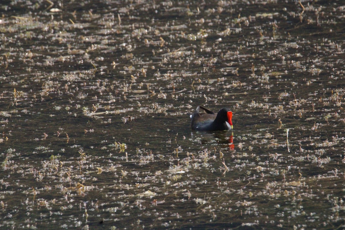 Common Gallinule (American) - ML644859426