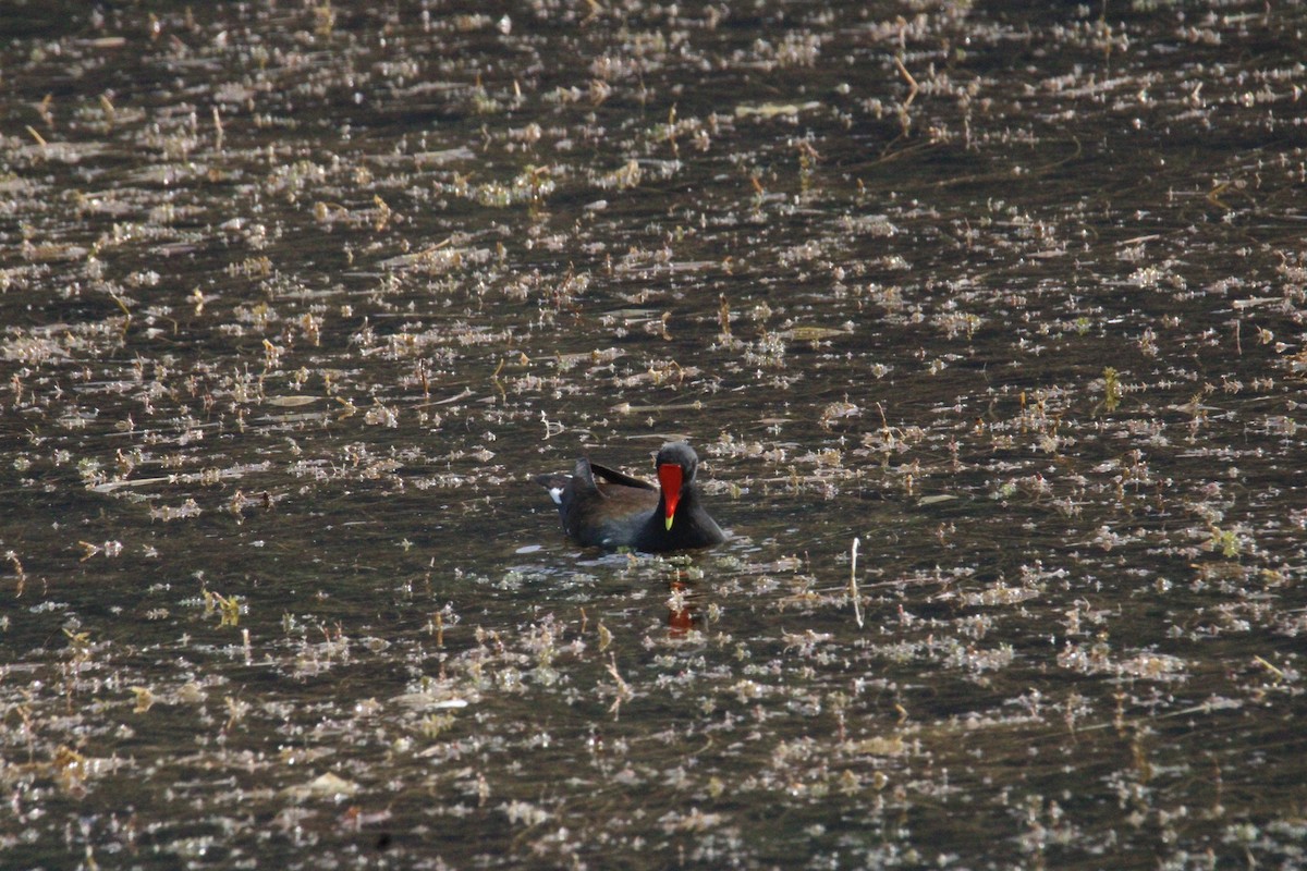 Common Gallinule (American) - ML644859428