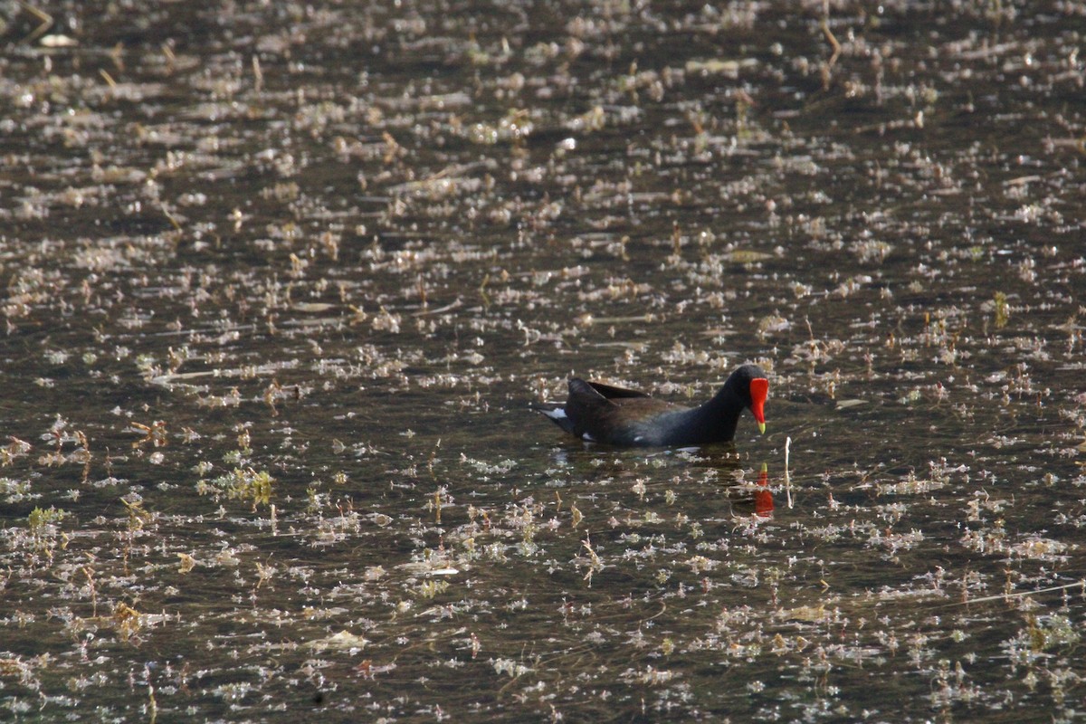 Common Gallinule (American) - ML644859430