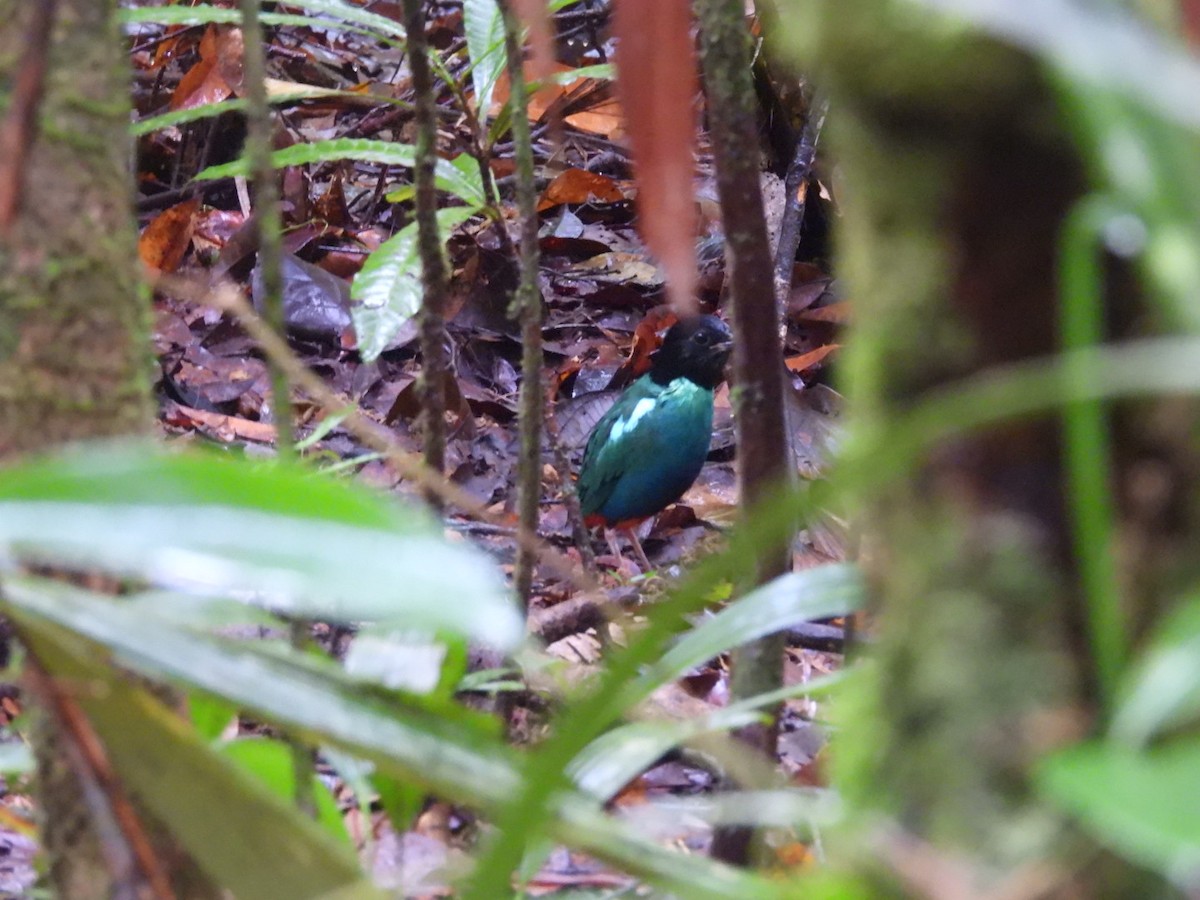 Brève de Nouvelle-Guinée - ML644859440