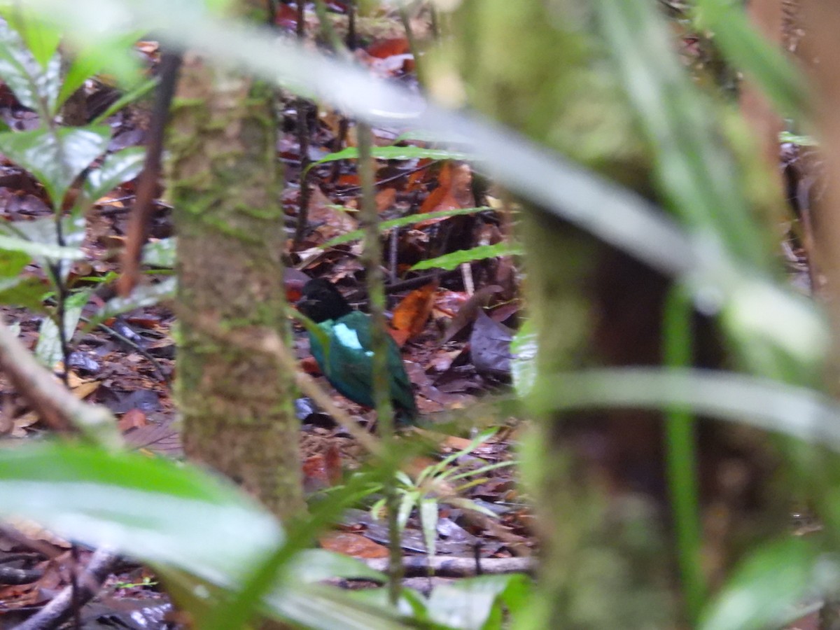 Brève de Nouvelle-Guinée - ML644859441