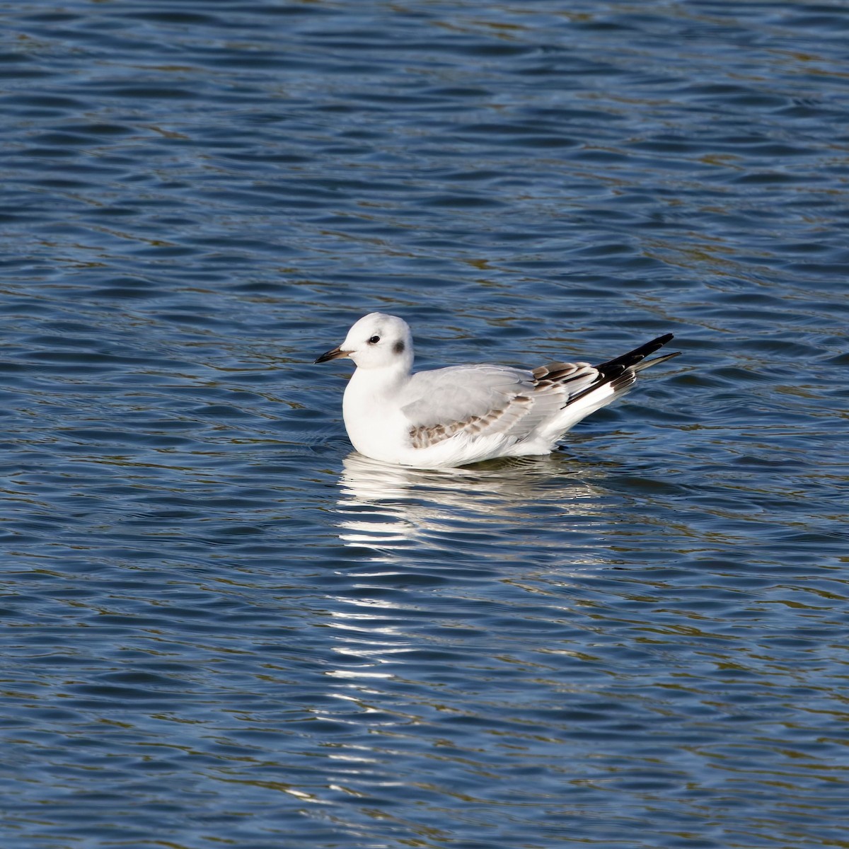 Gabbiano di Bonaparte - ML644859447