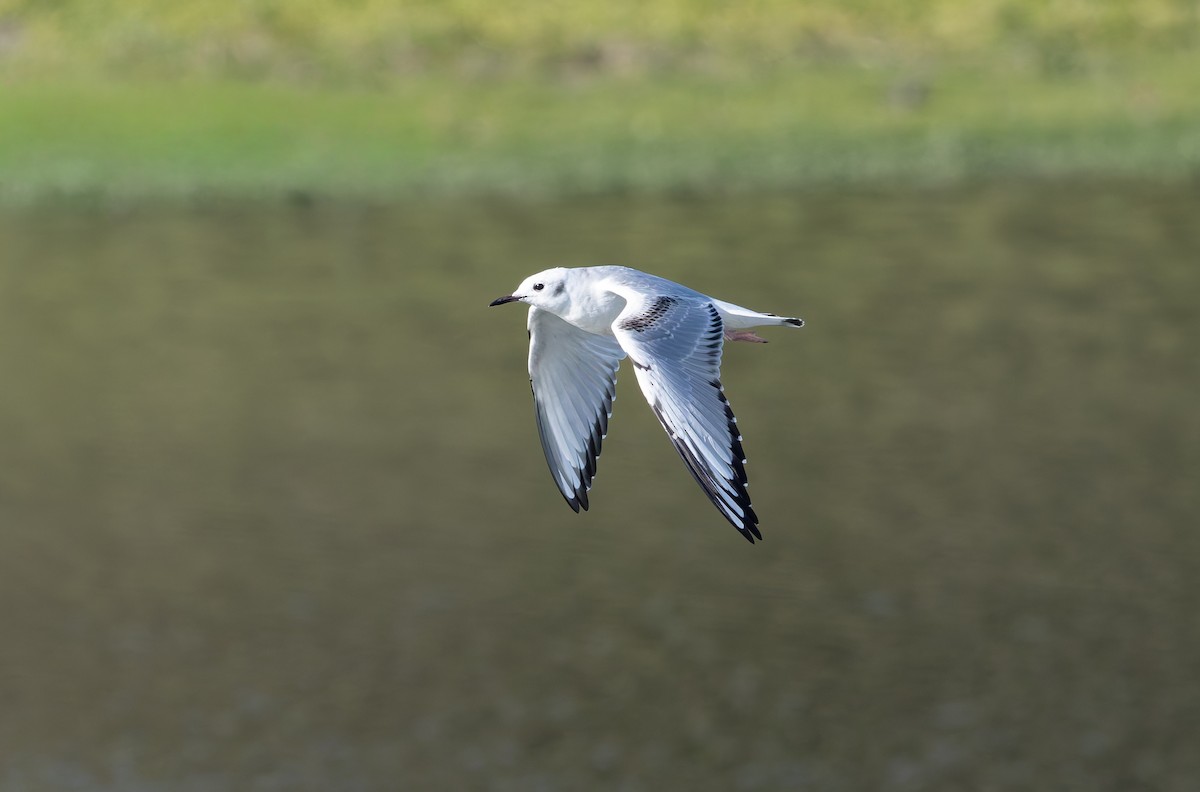 Gabbiano di Bonaparte - ML644859448