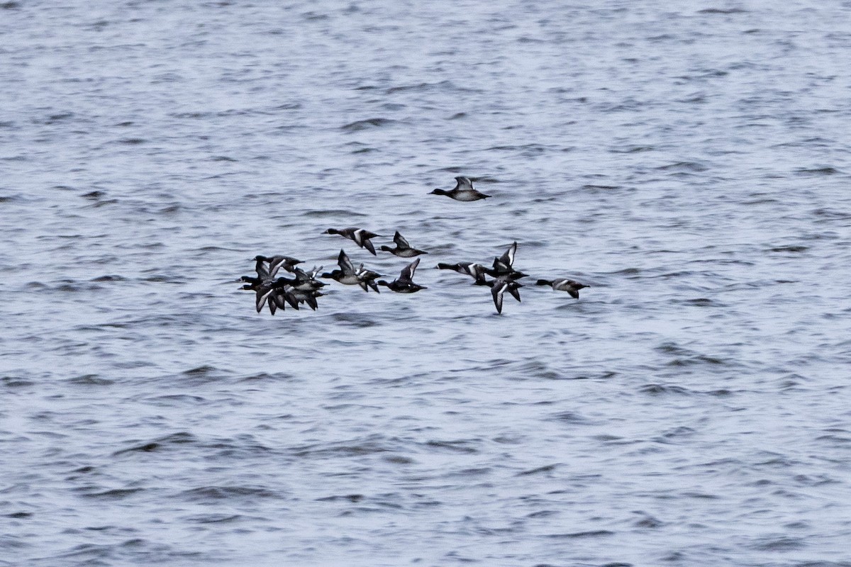 Bergente - ML644859450