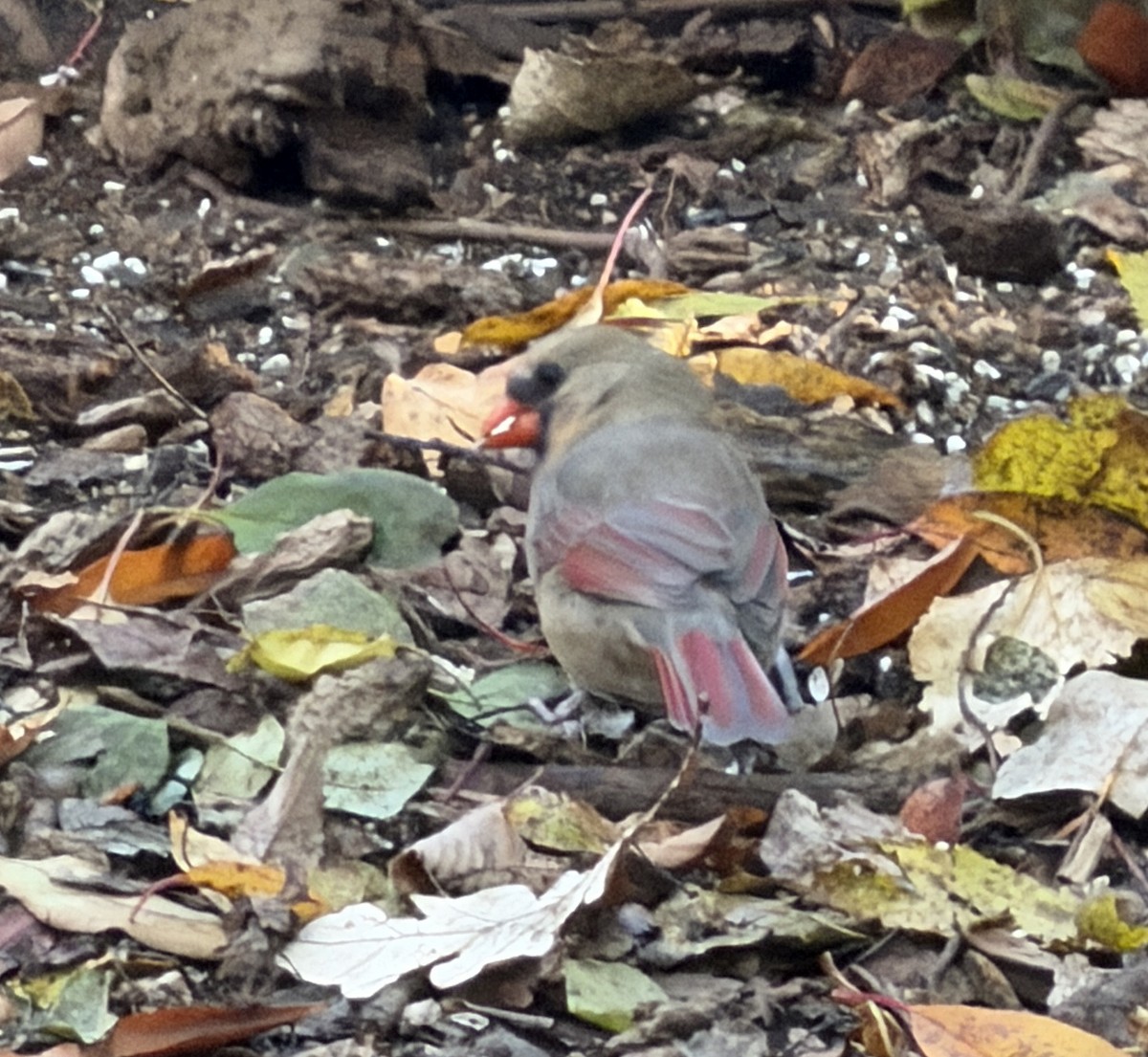 Northern Cardinal - ML644859455