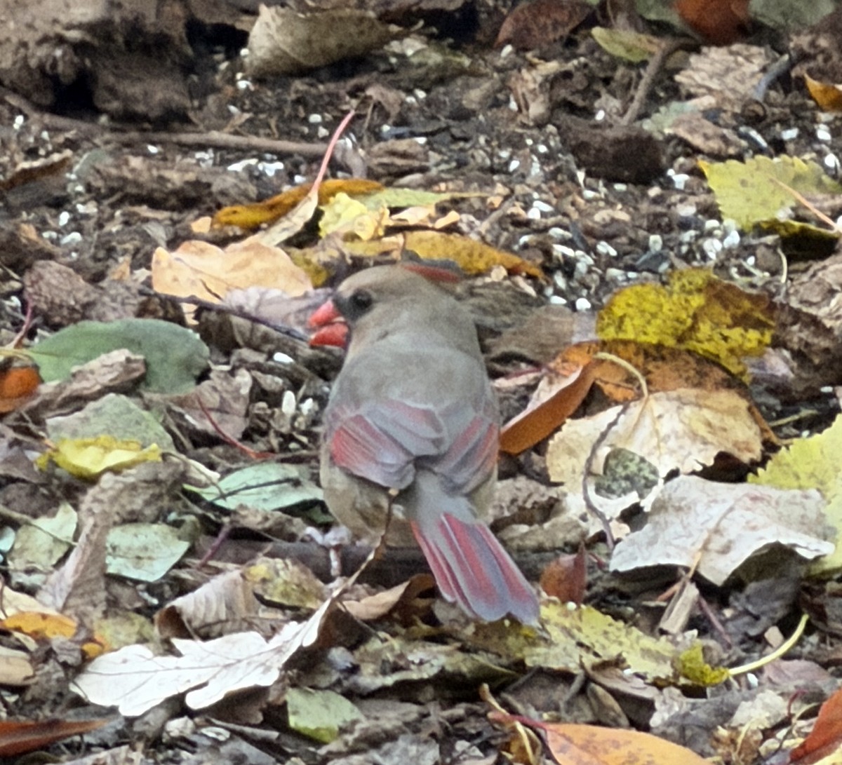 Northern Cardinal - ML644859456