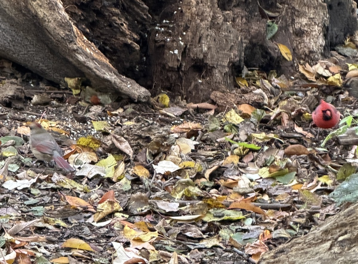 Northern Cardinal - ML644859457