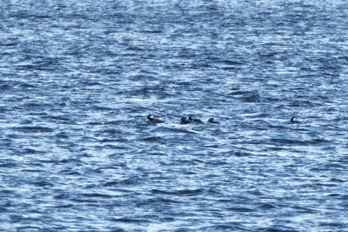 Hooded Merganser - ML644859461