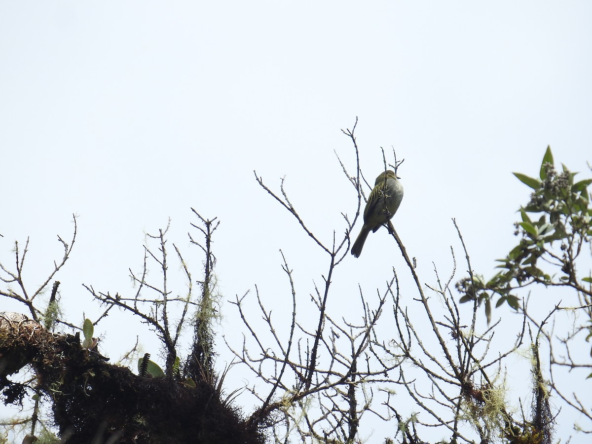 Mistletoe Tyrannulet - ML644859462