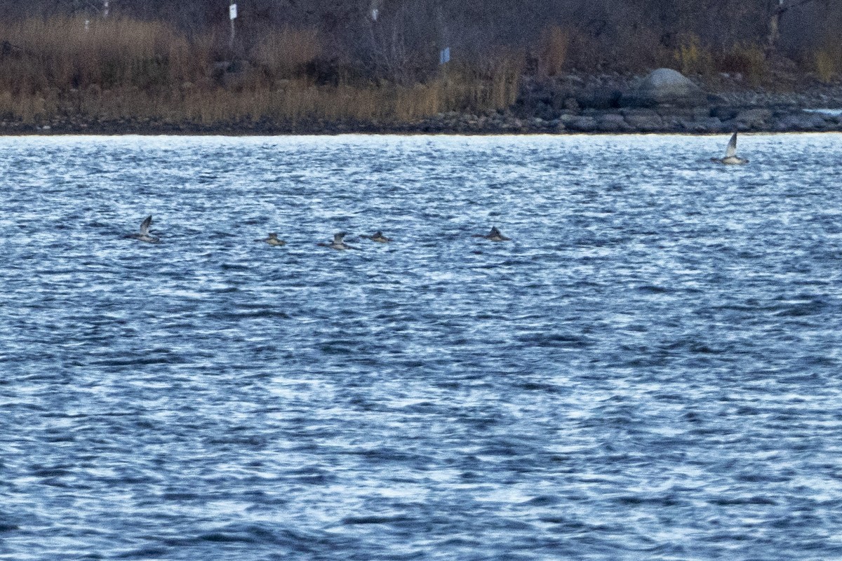 ウミアイサ - ML644859466