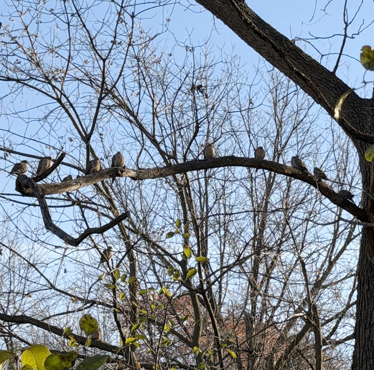 Mourning Dove - ML644859467