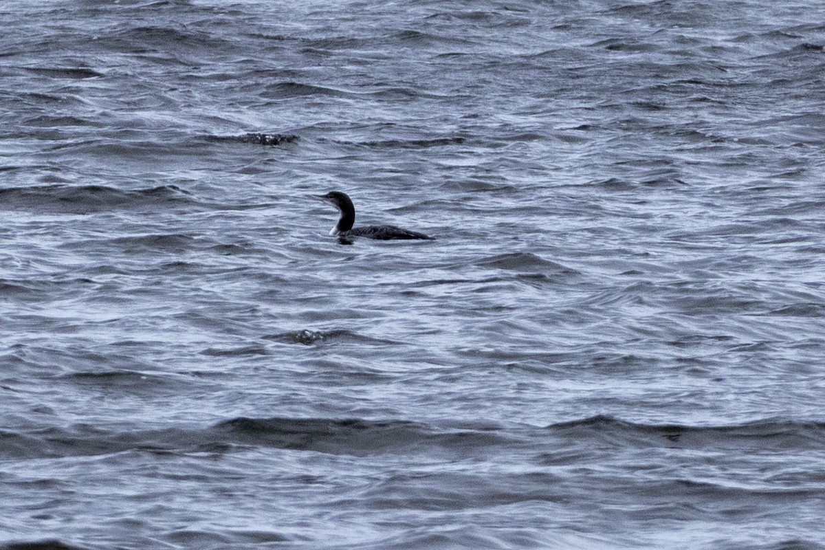 Common Loon - ML644859473