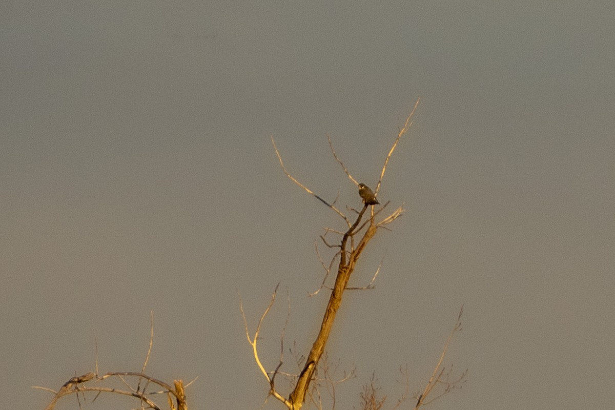 Эгэл шонхор - ML644859477