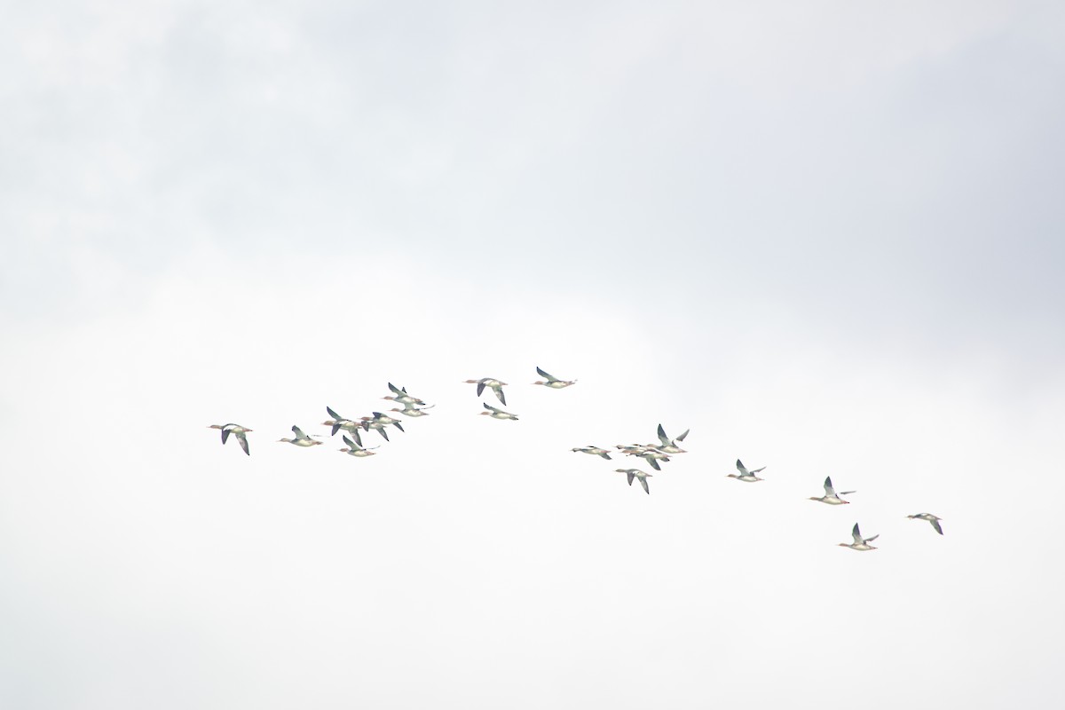 ウミアイサ - ML644859480