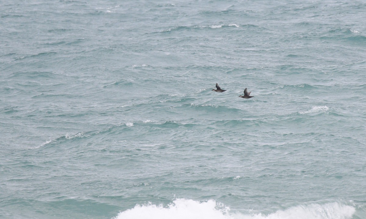 Pazifiktrauerente - ML644859486