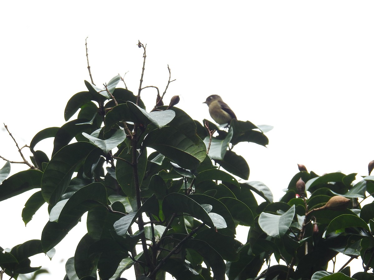 Піві-малюк чорноголовий - ML644859498