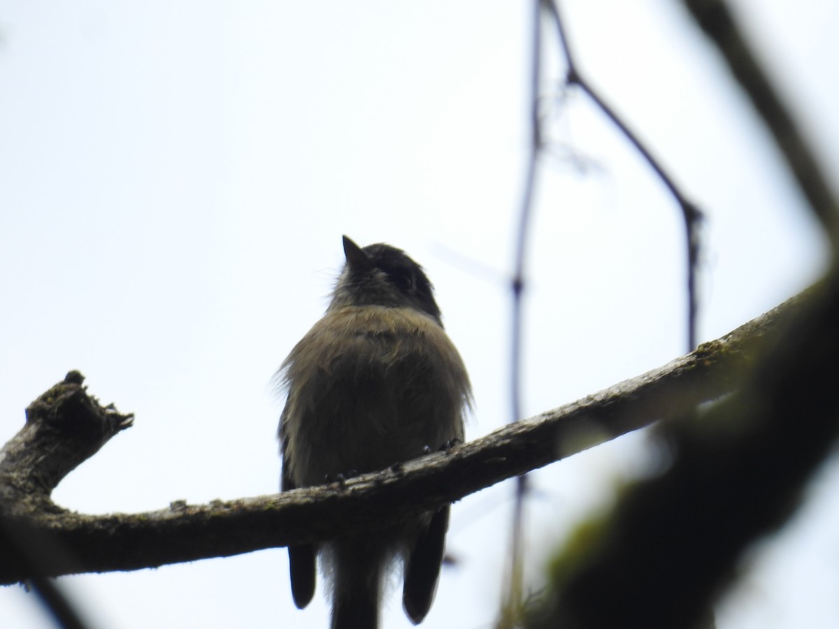 Піві-малюк чорноголовий - ML644859499