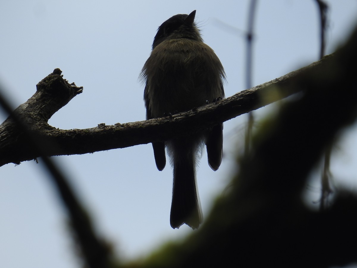 Піві-малюк чорноголовий - ML644859500