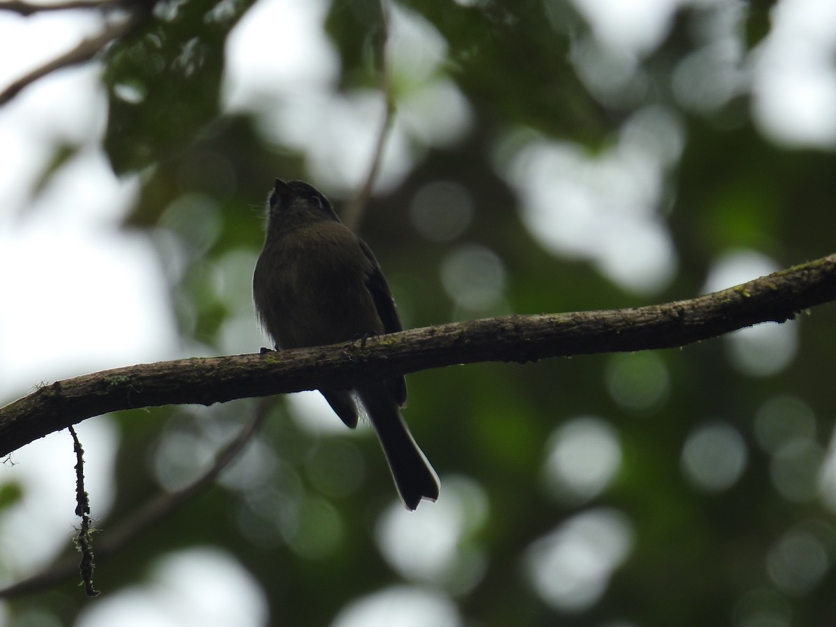Піві-малюк чорноголовий - ML644859501