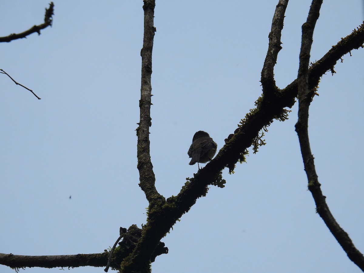 Піві-малюк чорноголовий - ML644859502