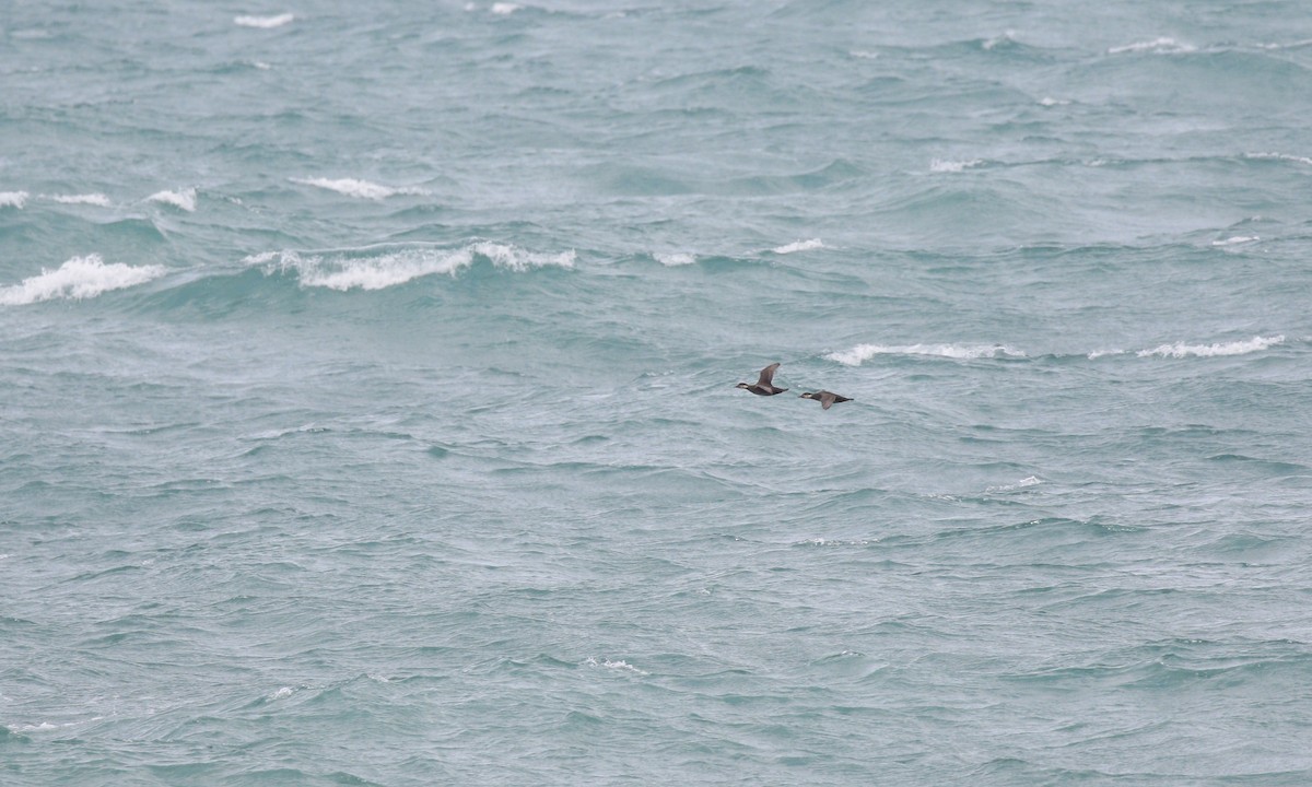 Pazifiktrauerente - ML644859511