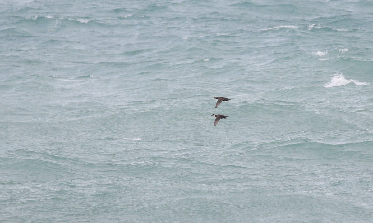 Pazifiktrauerente - ML644859523