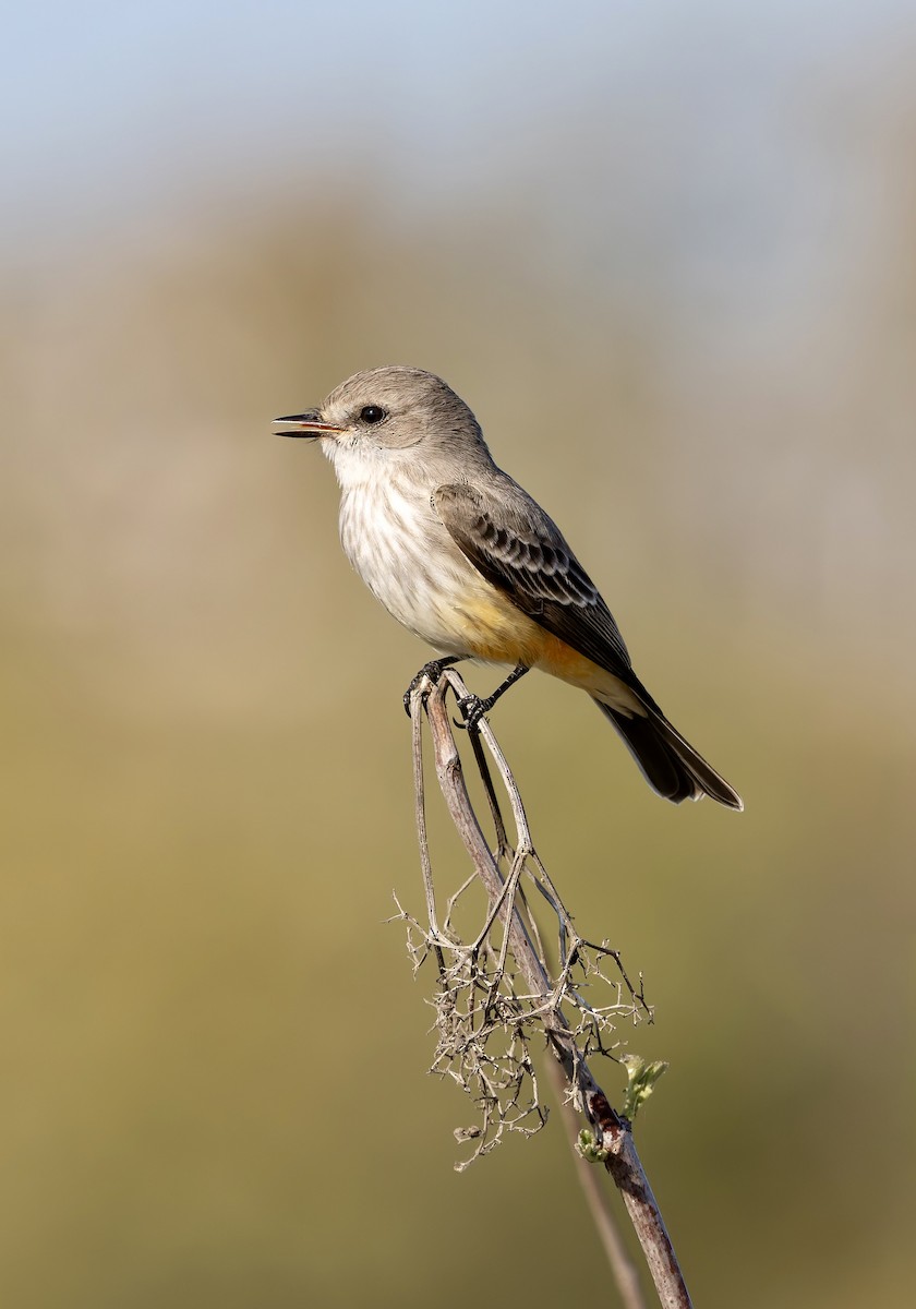 Vermilion Flycatcher - ML644859540