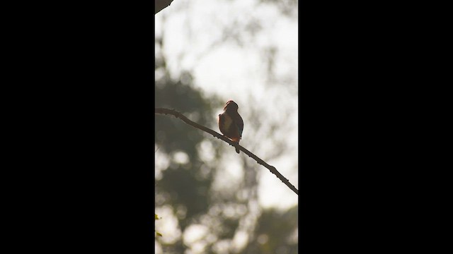 White-throated Kingfisher - ML644859553