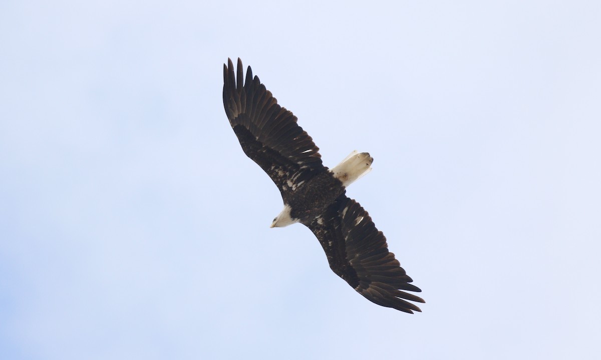 Bald Eagle - ML644859558