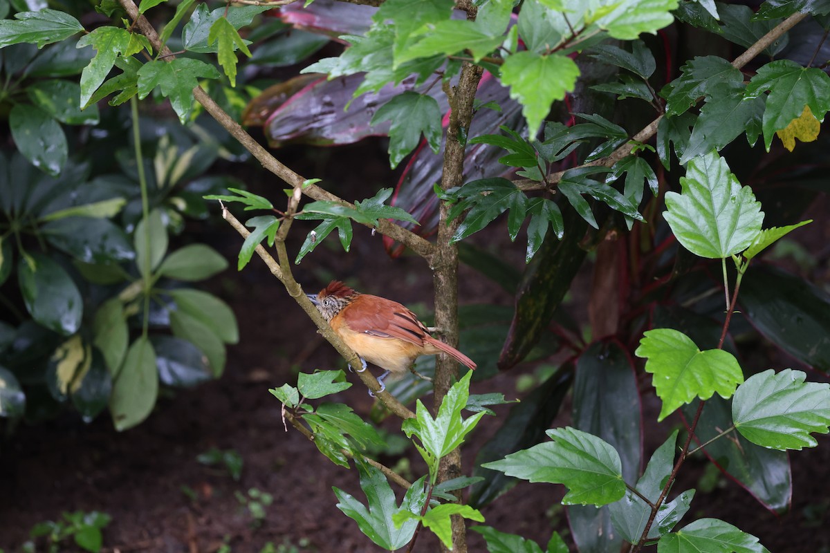 Barred Antshrike - ML644859577