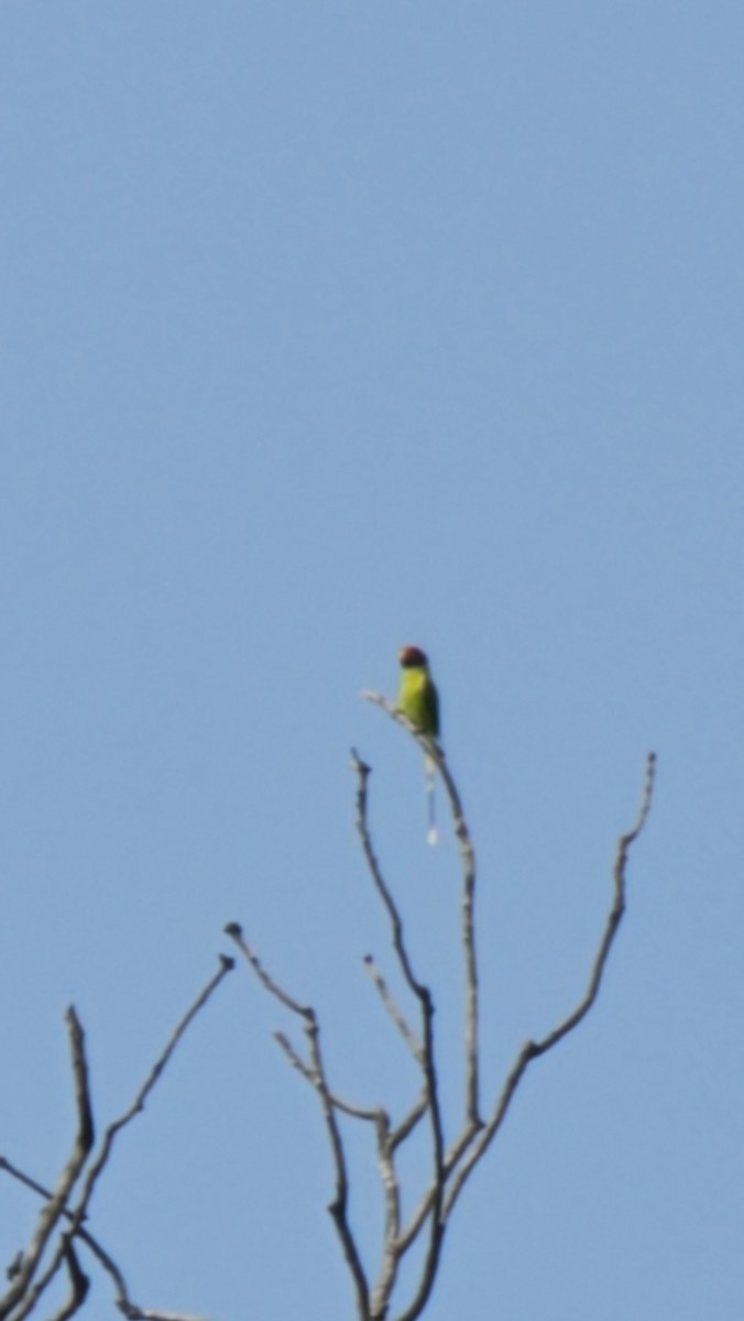 コセイインコ - ML644859578