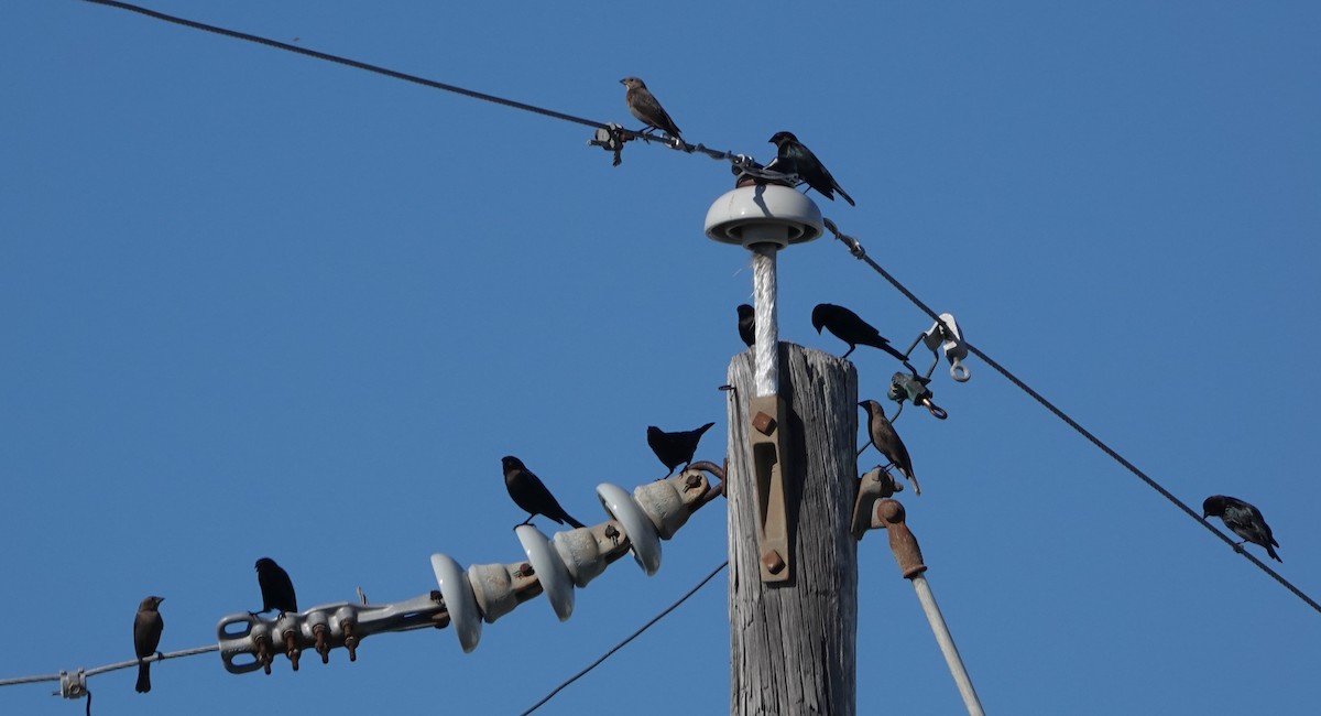 Коровий трупиал, буроголовый желтушник - ML644859580