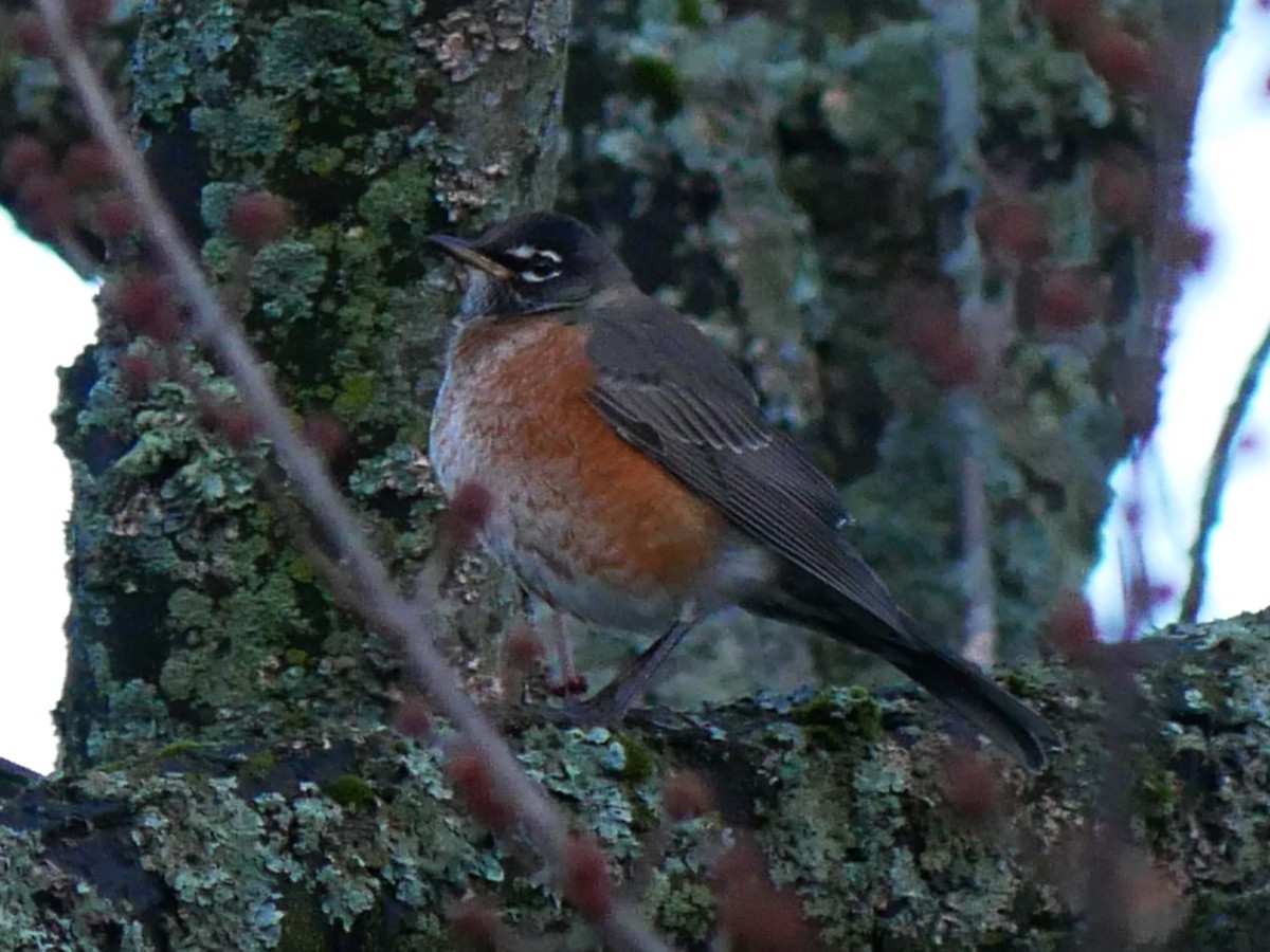 American Robin - ML644859582
