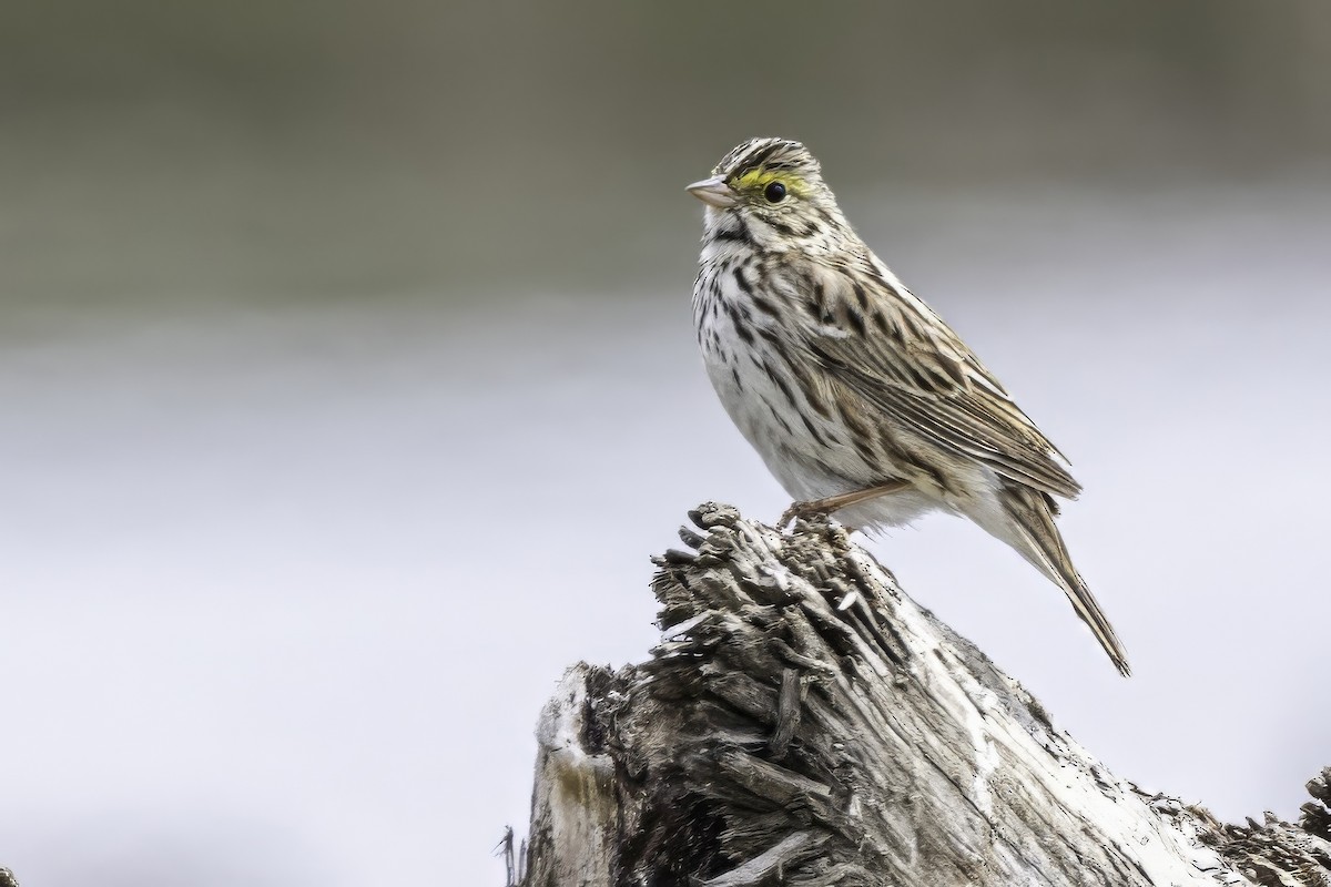 Savannah Sparrow - ML644859592