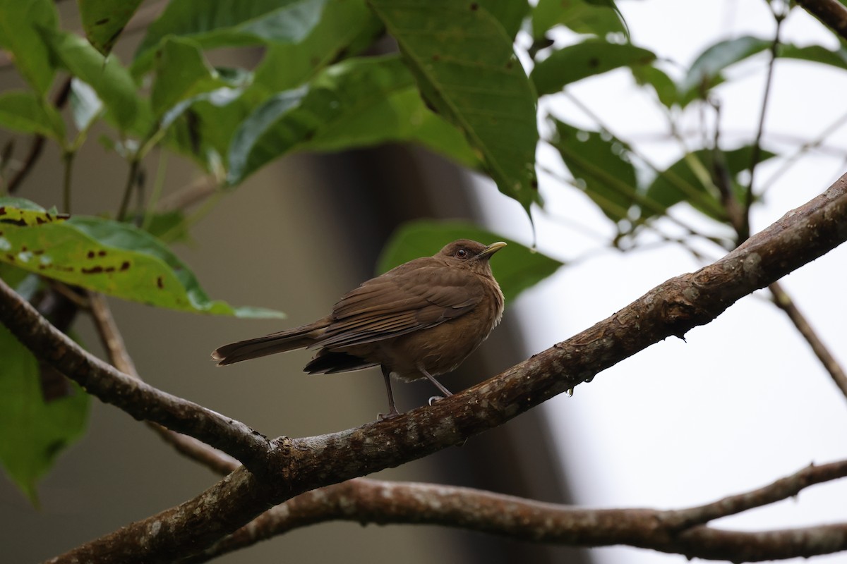 Clay-colored Thrush - ML644859594