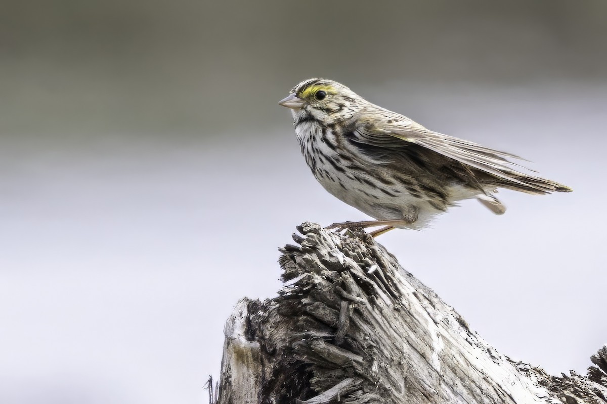 Savannah Sparrow - ML644859595