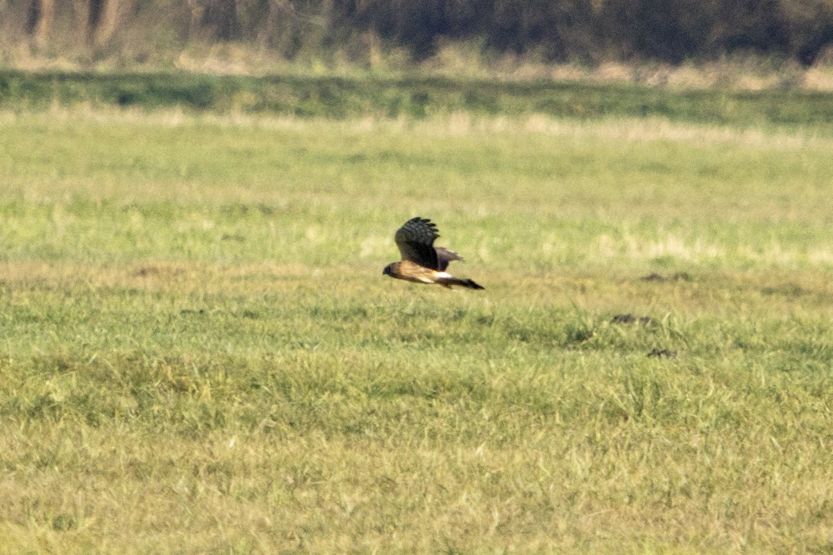 Hen Harrier - ML644859606