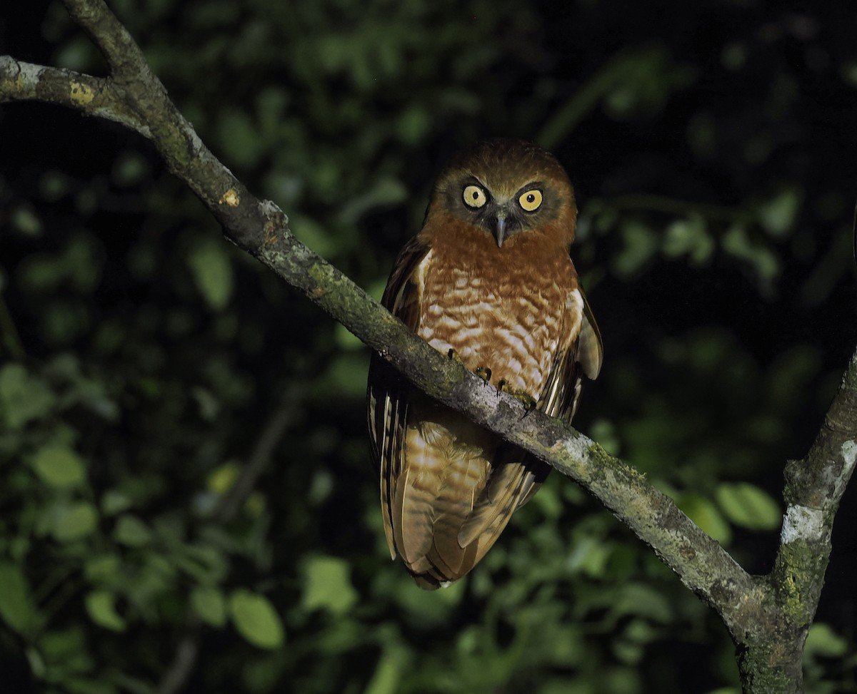 Tanimbar Boobook - ML644859626