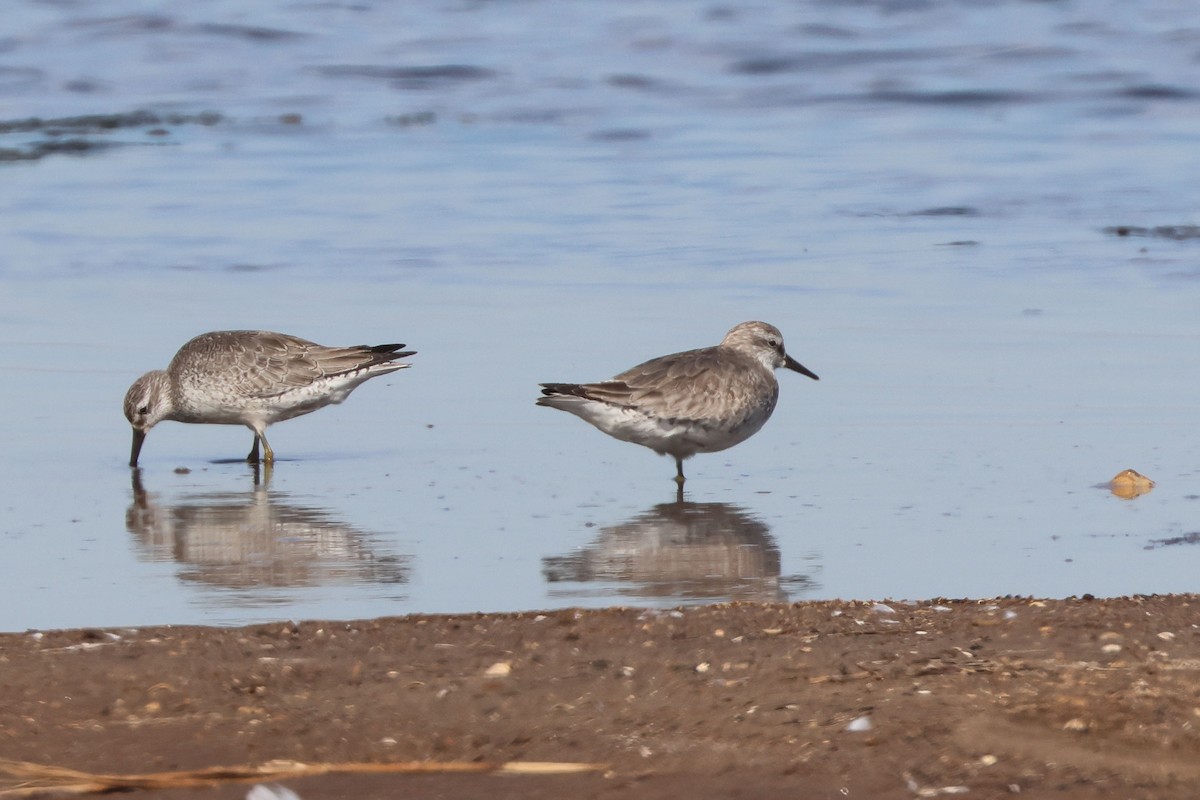 Red Knot - ML644859628