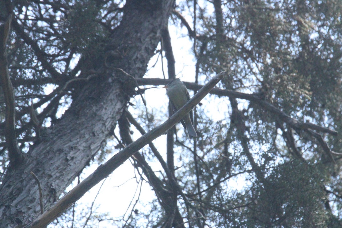 Піві великий - ML644859636