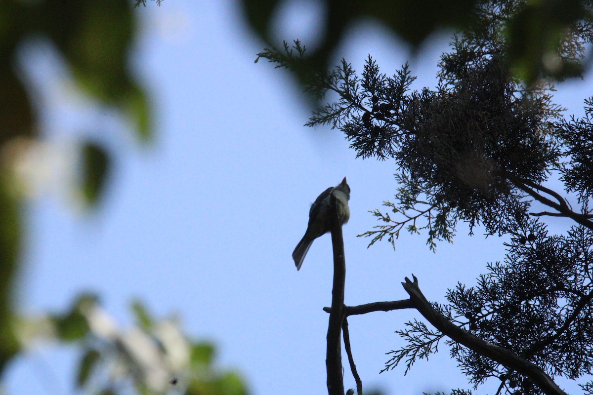 Піві великий - ML644859637