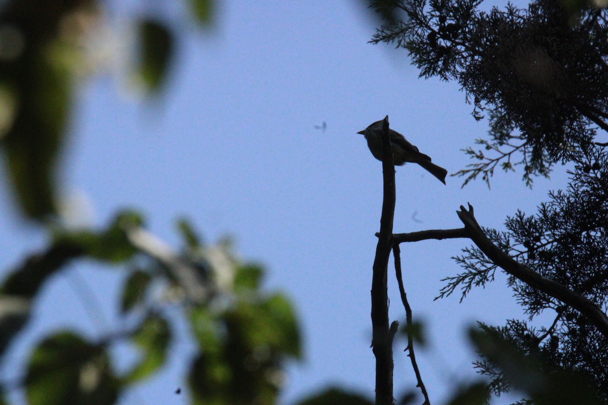 Піві великий - ML644859638