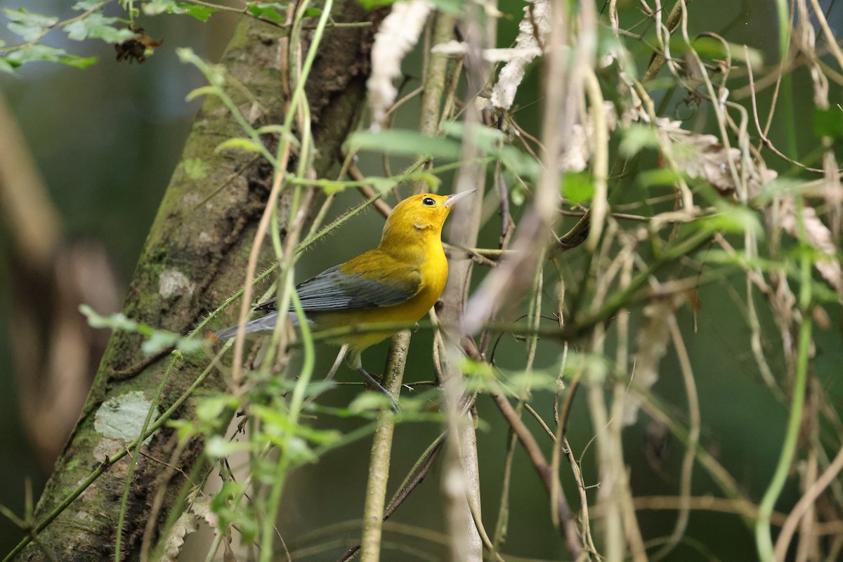 Prothonotary Warbler - ML644859654