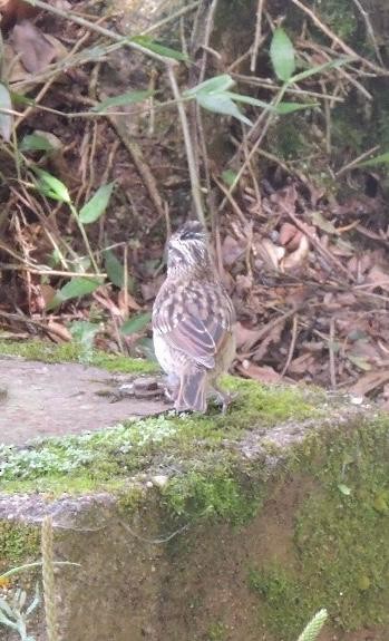 Morgenammer - ML644859655