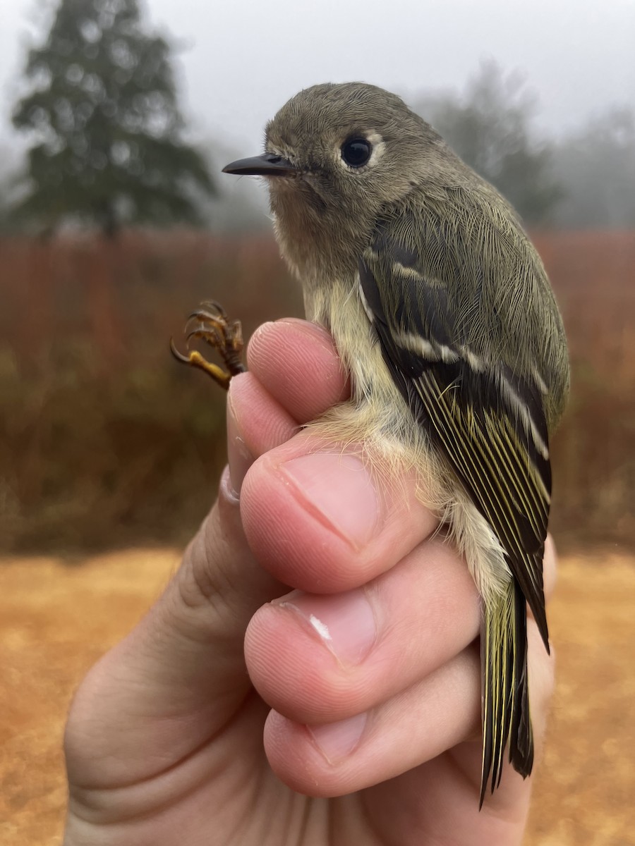 Ruby-crowned Kinglet - ML644859659