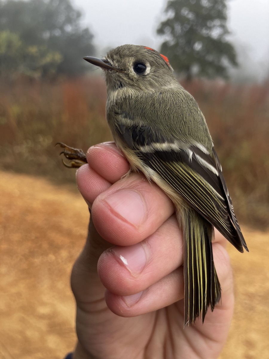Ruby-crowned Kinglet - ML644859660