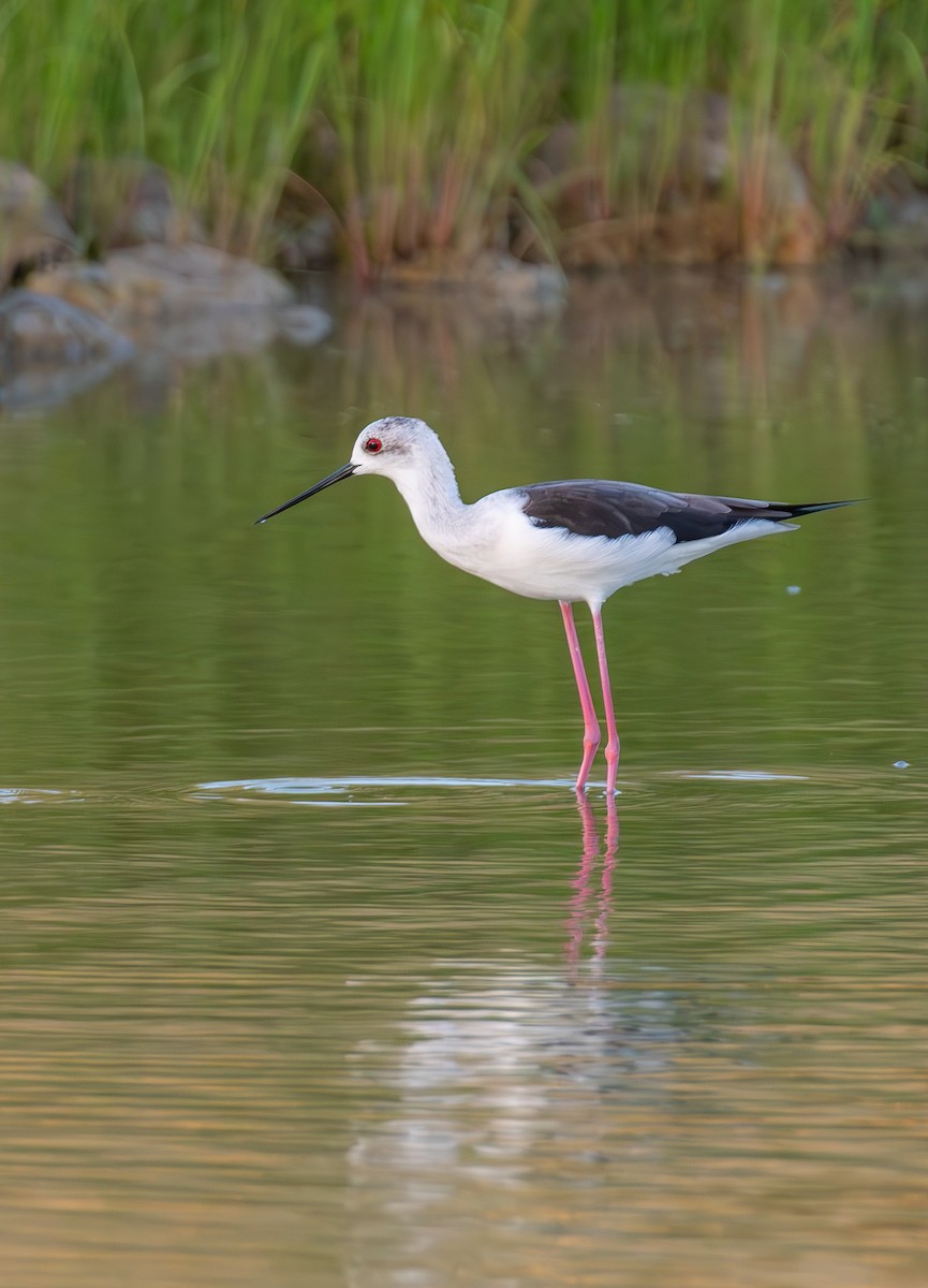 Zankaluze eurasiarra - ML644859661