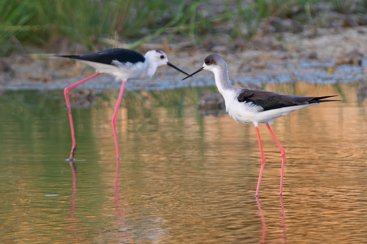 Zankaluze eurasiarra - ML644859662