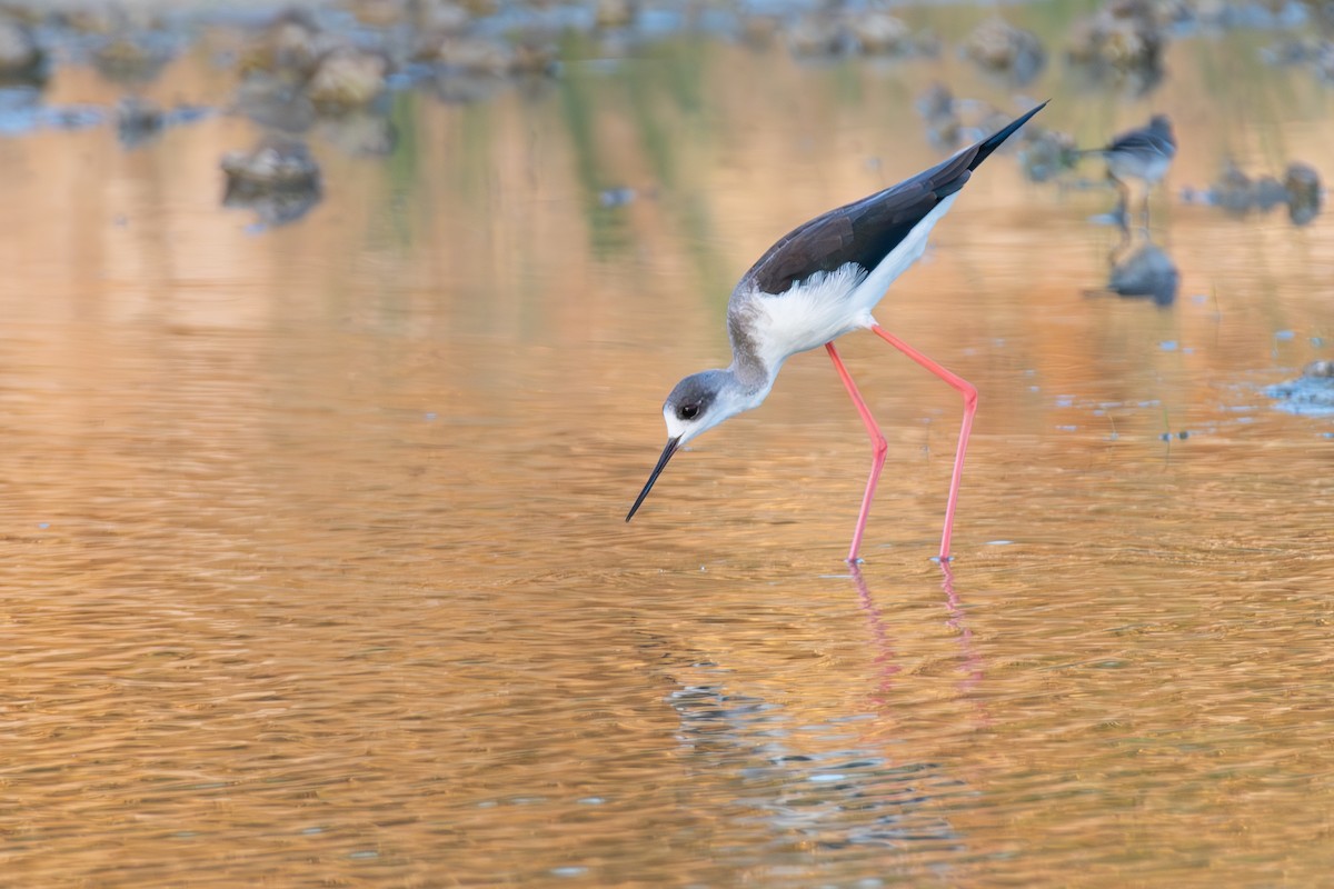 Zankaluze eurasiarra - ML644859663